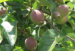 Wohn-Pflegeheim Egelsee Früchte im Park